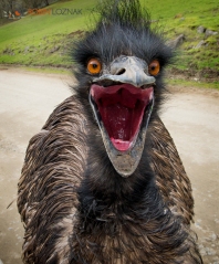 emu scary